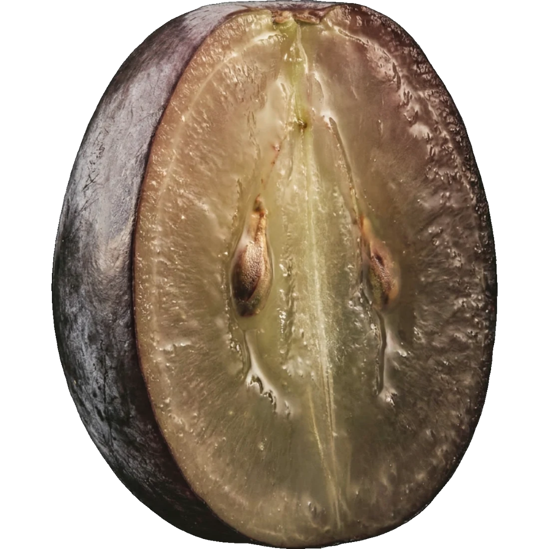 Gaglioppo grape in cross-section